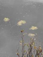 Nuphar variegata