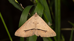 Isturgia penthearia