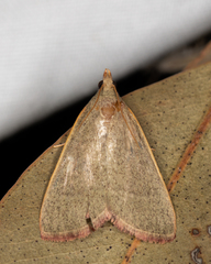 Hypsopygia albidalis