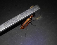 Pyrota tenuicostatis