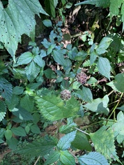 Lecanthus peduncularis