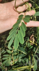 Senna acclinis