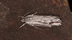 Lichenaula tuberculata