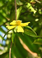 Hibbertia scandens