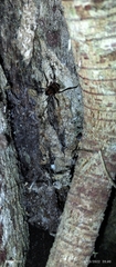 Chelicerata