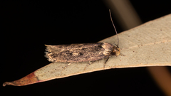 Hofmannophila pseudospretella