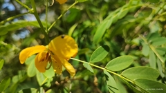 Senna acclinis