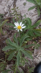 Noticastrum