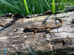 Liolaemus cyanogaster