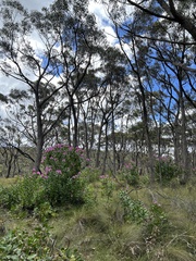 Isopogon latifolius