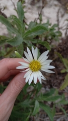 Noticastrum