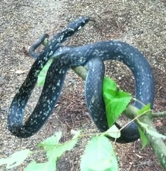Coluber constrictor anthicus
