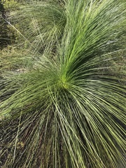 Xanthorrhoea johnsonii