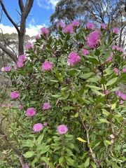 Isopogon latifolius