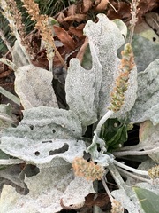 Erysiphaceae