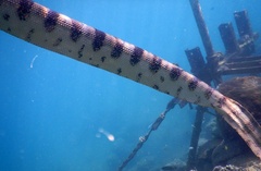 Hydrophis major