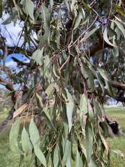 Eucalyptus microcarpa