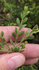 Phyllodineae