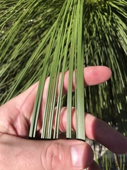 Xanthorrhoea johnsonii