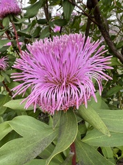 Isopogon latifolius