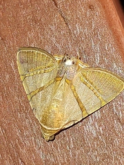 Eulepidotis