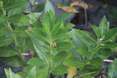 Acanthus ilicifolius