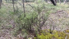 Phyllodineae