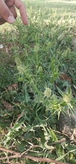 Eryngium coronatum