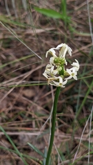 Phyllodineae