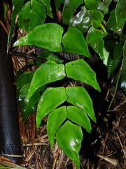 Adiantum macrophyllum