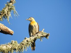 Colaptes campestris campestroides