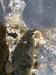 Anthopleura handi