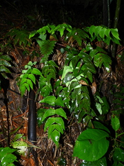 Adiantum macrophyllum
