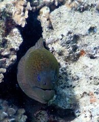 Gymnothorax javanicus