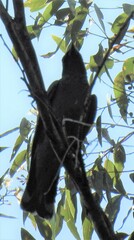 Edolisoma tenuirostre