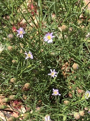Vittadinia