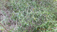 Coptosperma supra-axillare