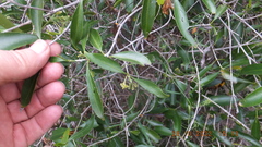 Coptosperma supra-axillare