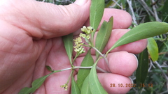 Coptosperma supra-axillare