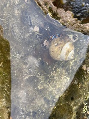 Calcinus laevimanus