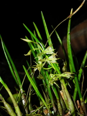 Epidendrum porquerense
