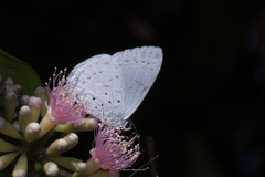 Eirmocides absimilis