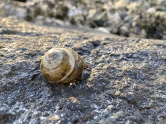 Calcinus laevimanus