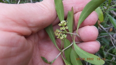 Coptosperma supra-axillare