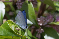Eirmocides absimilis