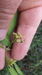 Coptosperma supra-axillare