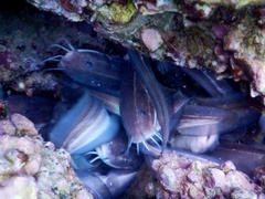 Plotosus lineatus