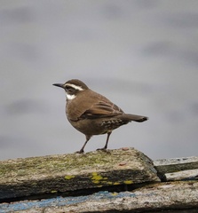 Cinclodes patagonicus