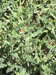 Teucrium