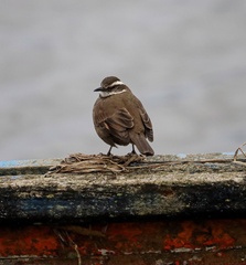 Cinclodes patagonicus